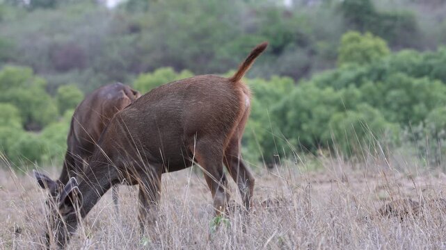 Sambar deer grazing in tall dry grass, grassland meadow with green scrub - Panna National Park, Panna Tiger Reserve, Madhya Pradesh, India, 4K UHD wildlife footage, nature documentary B-roll
