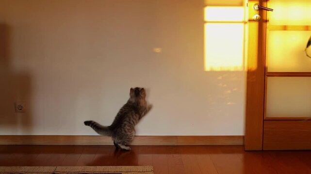 Playful grey cat chasing light on wall, domestic kitten jumping in golden sunset light, active pet playing at home