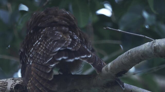Behavior during the mating season of spotted wood owl
