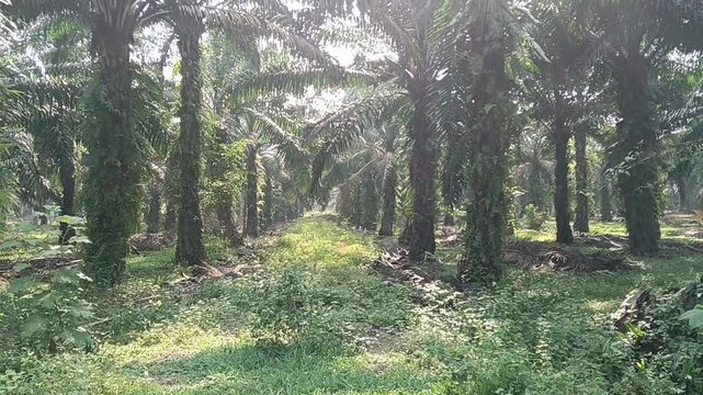 palm oil trees in a plantation kluang, johor in Malaysia