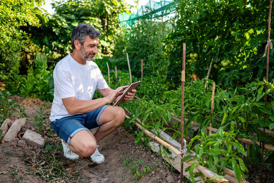 Farmer using digital tablet for smart farming in vegetable garden