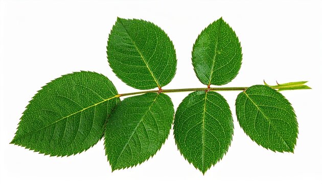 green rose leaf branch isolated on white background