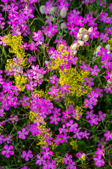 Obraz premium Colorful ornamental flowers blooming in an urban flower bed during summer, creating a vibrant floral display.