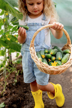 Little girl eating fresh cucumber and holding a basket of harvest in greenhouse.