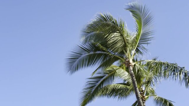 Coconut palm trees. The coconut (Cocos nucifera) is a member of the palm family (Arecaceae) and the only living species of the genus Cocos. Waikiki, Honolulu, Oahu, Hawaii
