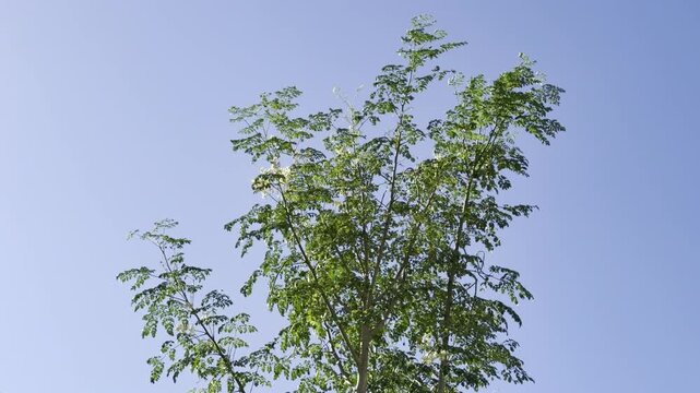 Moringa oleifera, family Moringaceae. moringa, drumstick tree. horseradish tree, ben tree, malunggay. Waikiki, Honolulu, Oahu, Hawaii.