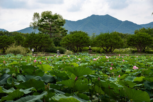 양평 두물머리 새미원 연꽃 연못, Lotus Pond at Dumulmeori and Semiwon, Yangpyeong