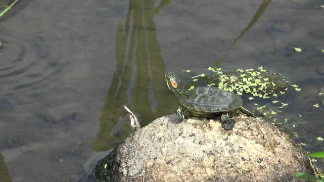 水辺で甲羅干しをする可愛い子ガメ（ミシシッピアカミミガメ）｜生き物の観察