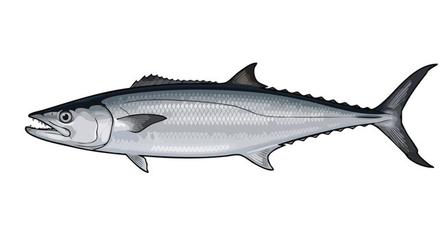 Realistic illustration of a tuna fish with detailed scales