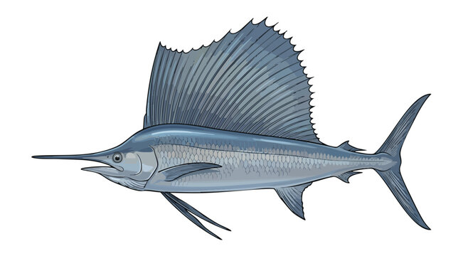 Detailed illustration of a sailfish with fins and elongated bill