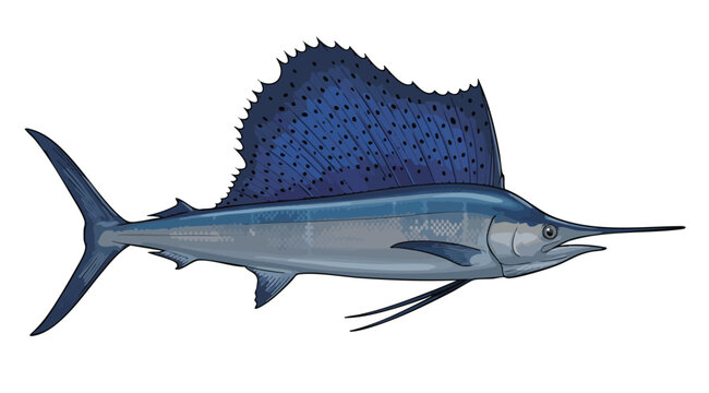 Illustration of a Sailfish with Detailed Fins and Blue Hue