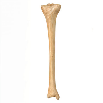 A single human femur bone is presented vertically with natural beige coloration, showing the rounded head, slender shaft, and lower condyles for anatomical study and medical reference