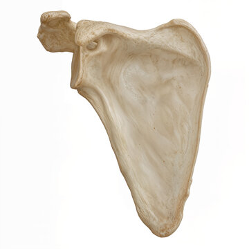A human scapula bone is presented in anatomical view, showing the shoulder blade form with acromion, coracoid process, glenoid cavity, and broad body for medical education use