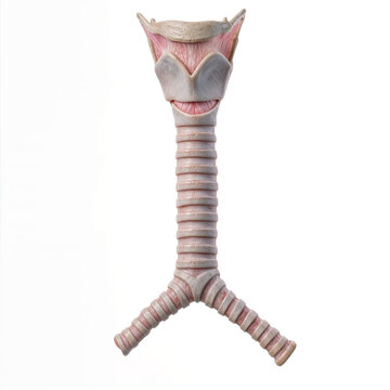 A surreal flesh-toned neck with a toothy grin and branching tracheal legs stands alone in a bizarre anatomical fantasy that evokes horror, mutation, and speculative creature art