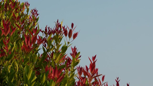 Red leaf shrub on the left side with a clear blue sky background providing negative space.