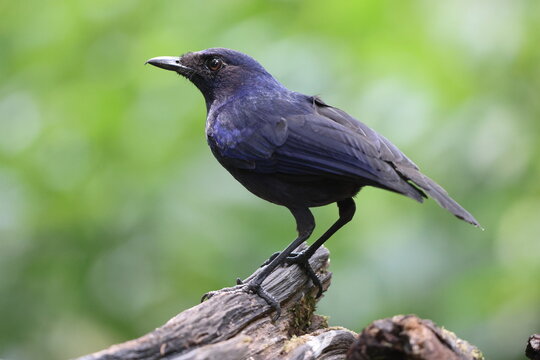 The Javan whistling thrush (Myophonus glaucinus) is a species of bird in the family Muscicapidae. It is found in Java and Bali. This photo was taken in Java island, Indonesia.