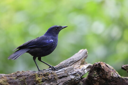 The Javan whistling thrush (Myophonus glaucinus) is a species of bird in the family Muscicapidae. It is found in Java and Bali. This photo was taken in Java island, Indonesia.