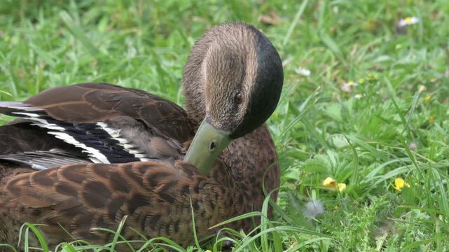 Mallard (Anas platyrynchos) juvenile, fully grown but with transitional plumage, preening its feathers. July, Kent, UK [Slow motion x4]