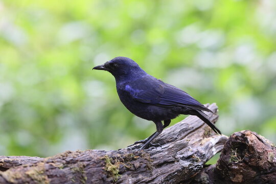 The Javan whistling thrush (Myophonus glaucinus) is a species of bird in the family Muscicapidae. It is found in Java and Bali. This photo was taken in Java island, Indonesia.