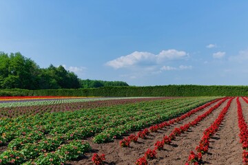 Obraz premium The Tomita Farm in Hokkaido that grows lavender