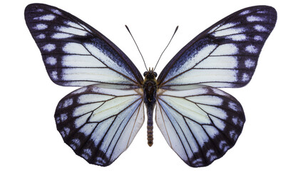 Isolated elegant black and white butterfly with striking delicate wing patterns, beautiful exotic insect. © Cian