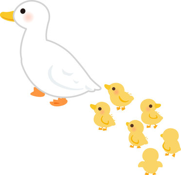 アヒルの親の後をついて歩くヒナ鳥