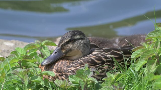 Mallard (Anas platyrynchos) female and ducklings sitting by a lake. July, Kent, UK [Half speed]