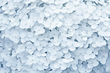 Close-up hydrangea flowers in blue tone as background, wedding invitation, greeting card, selective focus © Yulia