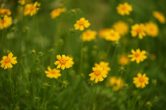 Yellow coreopsis flowers on green blurred background outdoors, selective focus, summer floral art background