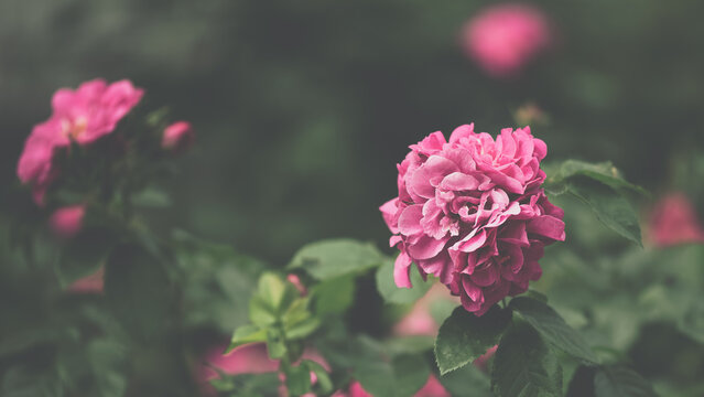 Pink bush rose on dark blurred background outdoors in vintage style, copy space