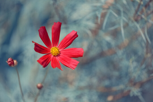 Red cosmos flower on blue blurred background outdoors, beautiful floral summer background