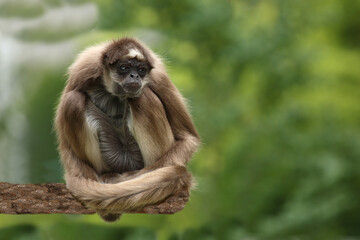 Fototapeta premium Goldstirnklammeraffe / White-bellied spider monkey / Ateles belzebuth