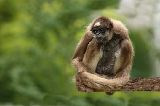 Goldstirnklammeraffe / White-bellied spider monkey / Ateles belzebuth