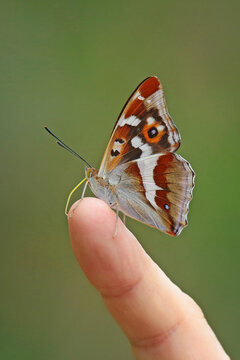 A detailed macro shot of a wild purple emperor butterfly (Apatura iris) perched gently on the tip of a human finger. 