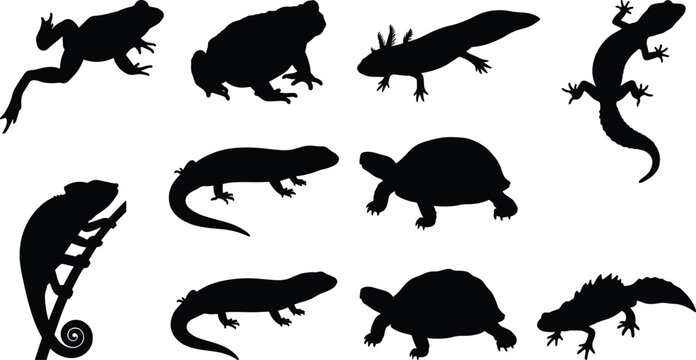 Frog Toad Salamander Newt Gecko Chameleon Turtle and Reptile Silhouette Collection