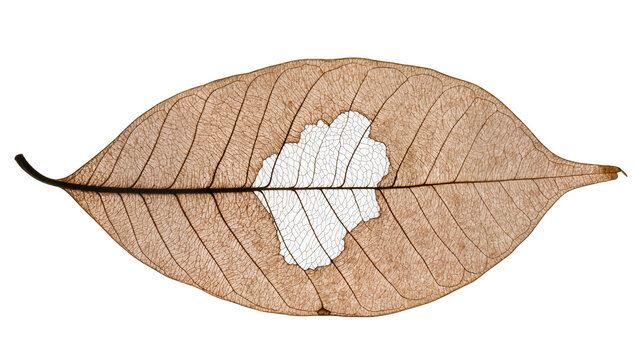 Isolated detailed brown skeleton leaf showing intricate vein network and natural hole damage