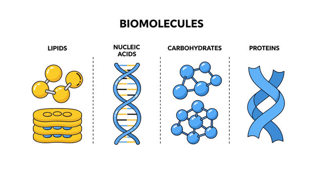 Biomolecules Educational Infographic featuring lipids, nucleic acids, carbohydrates, and proteins, ideal for biology textbooks and science presentations.