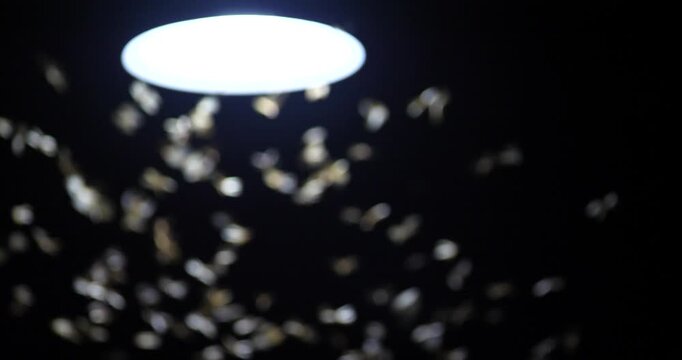 Blurred background of light bulbs and numerous insects flying around the house, nature-inspired home concept.
