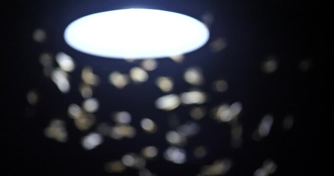 Blurred background of light bulbs and numerous insects flying around the house, nature-inspired home concept.