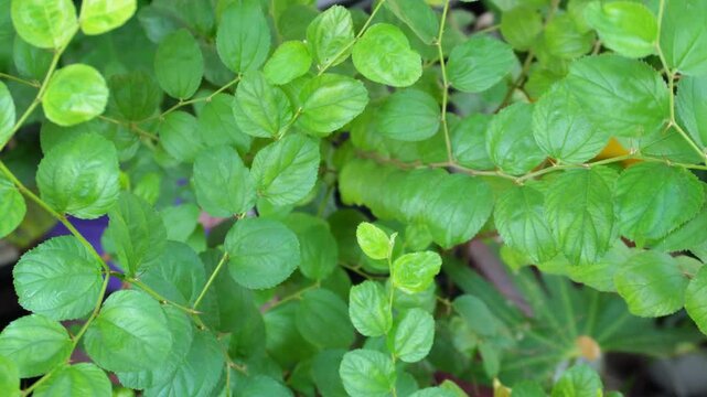 Close up of fresh green bidara or Indian jujube leaves on branches, Ziziphus mauritiana plant texture background with selective focus.