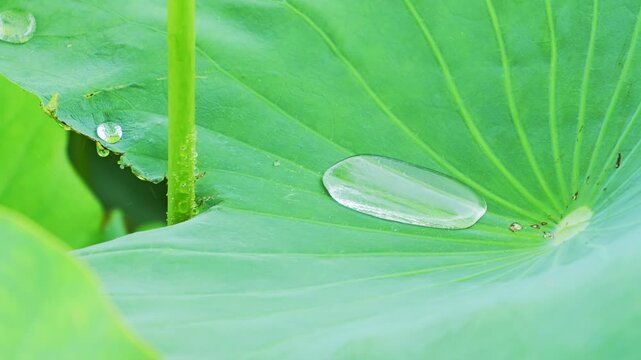 Rain-Wet Lotus Leaf with Water Droplet and Fresh Green Natural Background