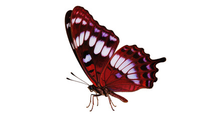 Isolated elegant red and purple butterfly showing intricate white patterns on vibrant wings © Cian