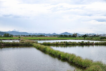 Fototapeta premium An outdoor view of commercial aquaculture fish farming ponds divided by grassy earthen dikes, with green agricultural rice fields and distant mountain ridges under an overcast cloudy sky. Ideal for su
