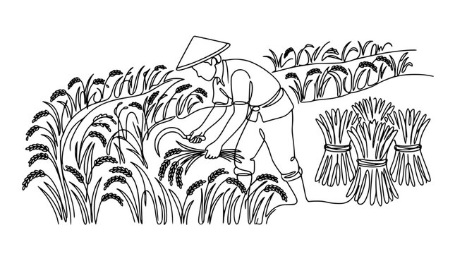 Asian farmer harvesting rice in paddy field line art illustration featuring traditional conical hat sickle tool and wheat bundles vector