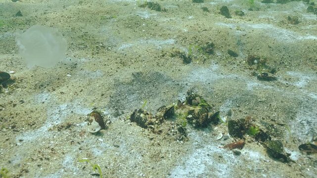 From underneath sand, trickle of gas bubbles emerge, seabed is covered with whitish patches marine mold (mycelium) and blue-green algae (cyanobacteria), which leads to dead zones and death of animals