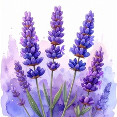 Fototapeta premium Watercolor illustration of beautiful purple lavender flowers isolated on white background