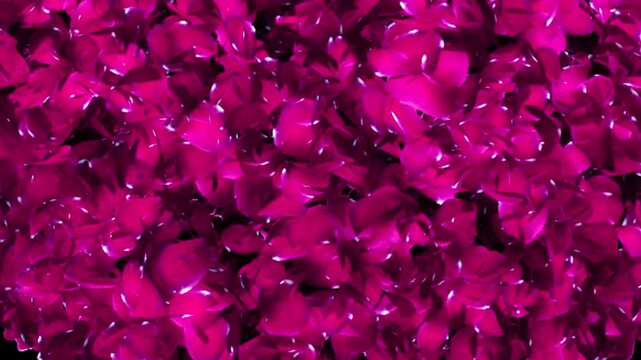 A dense full frame composition of vibrant magenta rose petals with delicate highlights creating a romantic texture background.