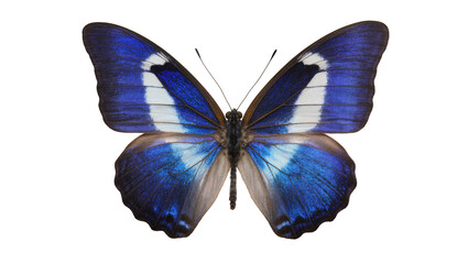 Isolated stunning iridescent blue butterfly with white and black markings, wings spread, tropical insect © Cian