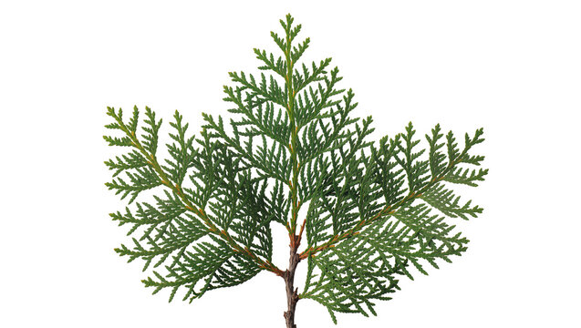 Isolated vibrant green thuja branch, fresh evergreen conifer foliage, a sprig from an arborvitae tree