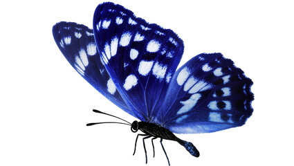 Isolated beautiful blue butterfly with stunning white spots, elegant insect with vibrant wings © Cian